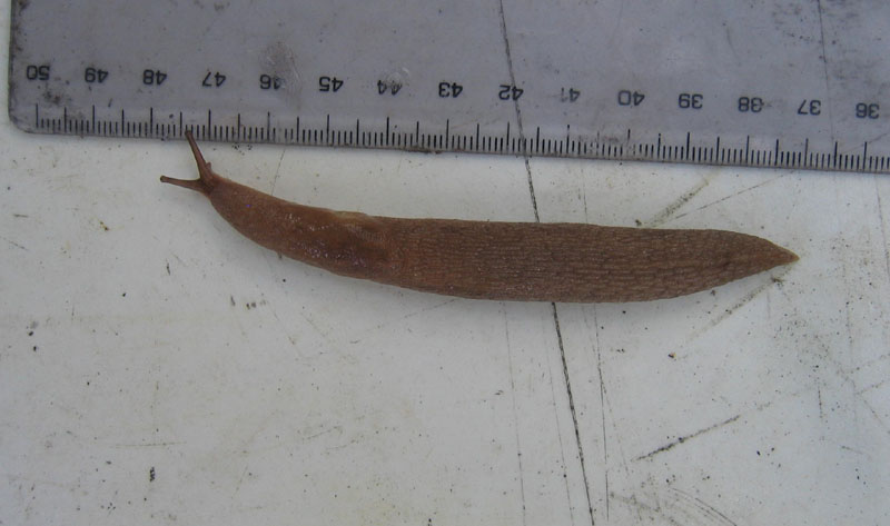 Limax montanus da Sopramonte (TN)